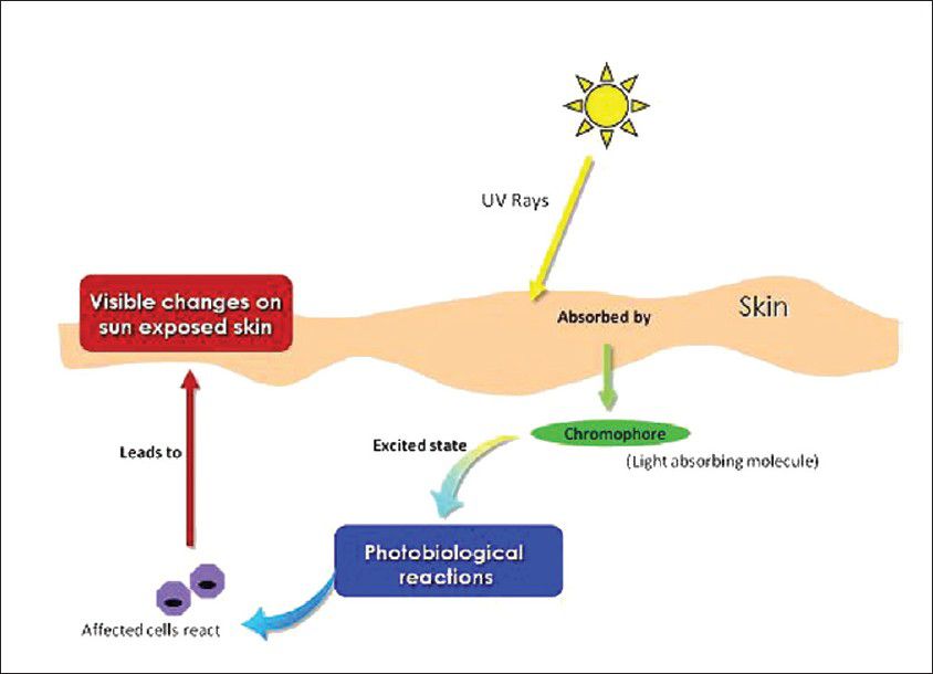 Phototoxicity.jpg